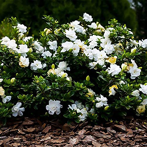 2 Gal Gardenia G589