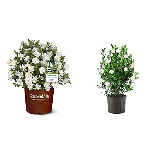 2 Gal Gardenia G589