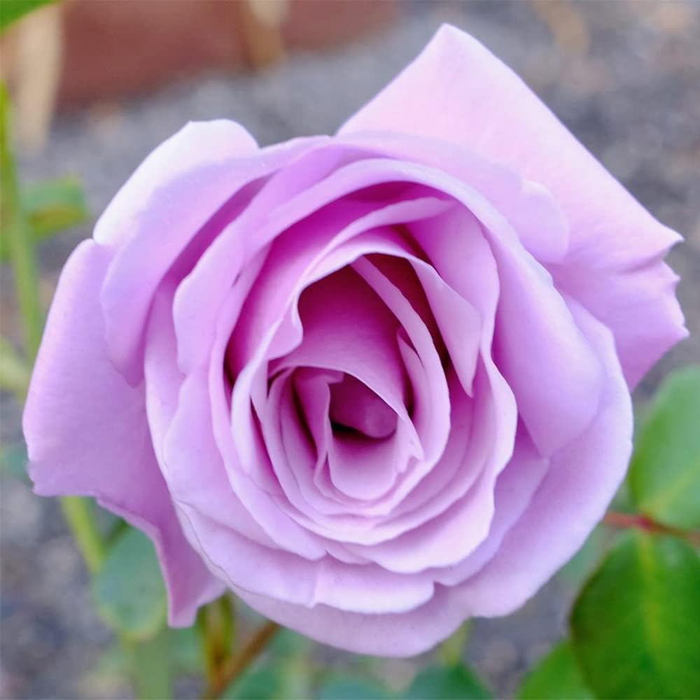 100 Rare Sterling Silver Rose Seeds Perennial Climbing Rosa Bush Vine Flower A86932
