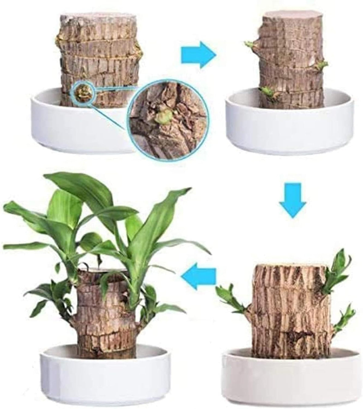 Brazilian Wood Plant R928555