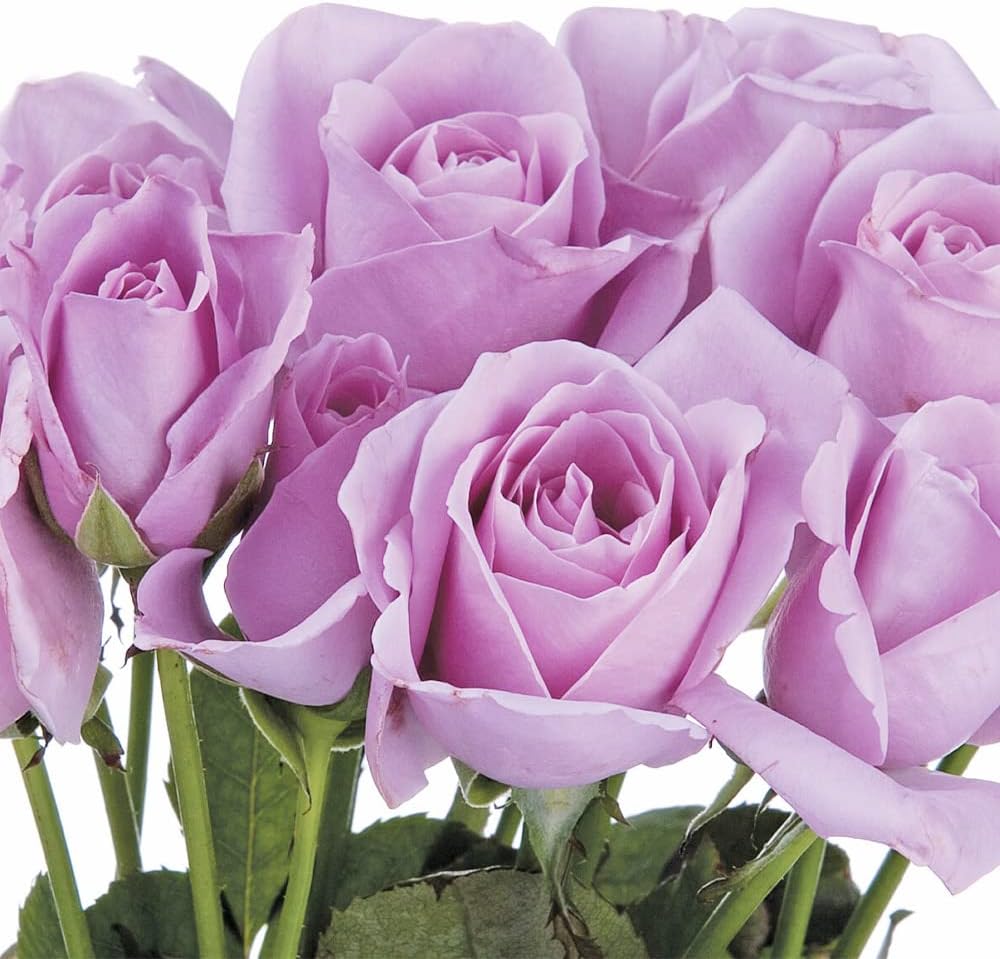 100 Rare Sterling Silver Rose Seeds Perennial Climbing Rosa Bush Vine Flower A86932