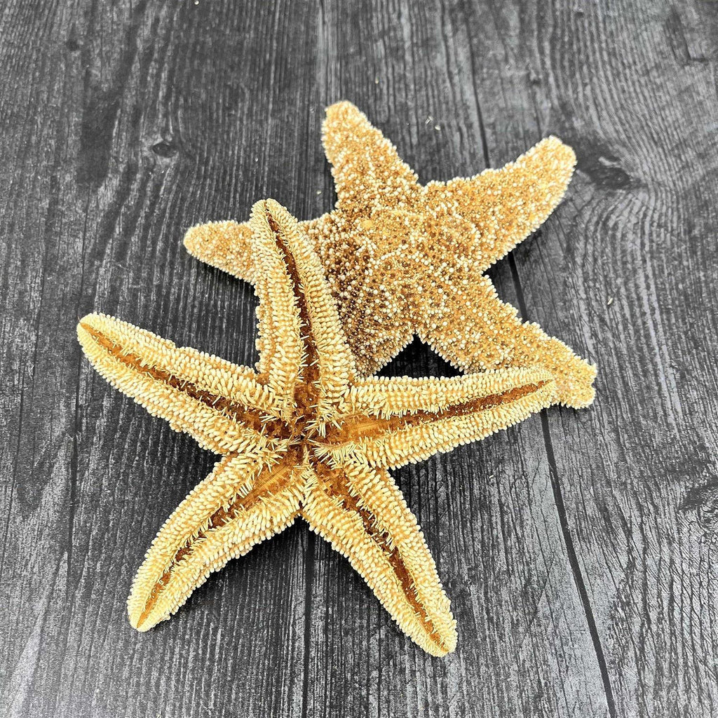 Starfish Decor N4365