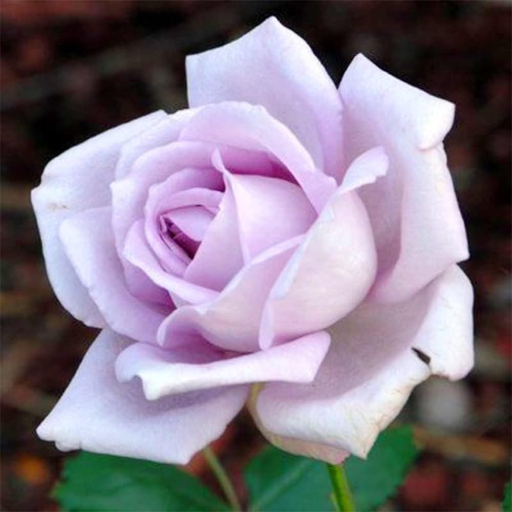 100 Rare Sterling Silver Rose Seeds Perennial Climbing Rosa Bush Vine Flower A86932