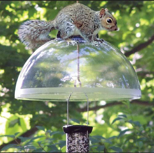 Black Squirrel Guard C685