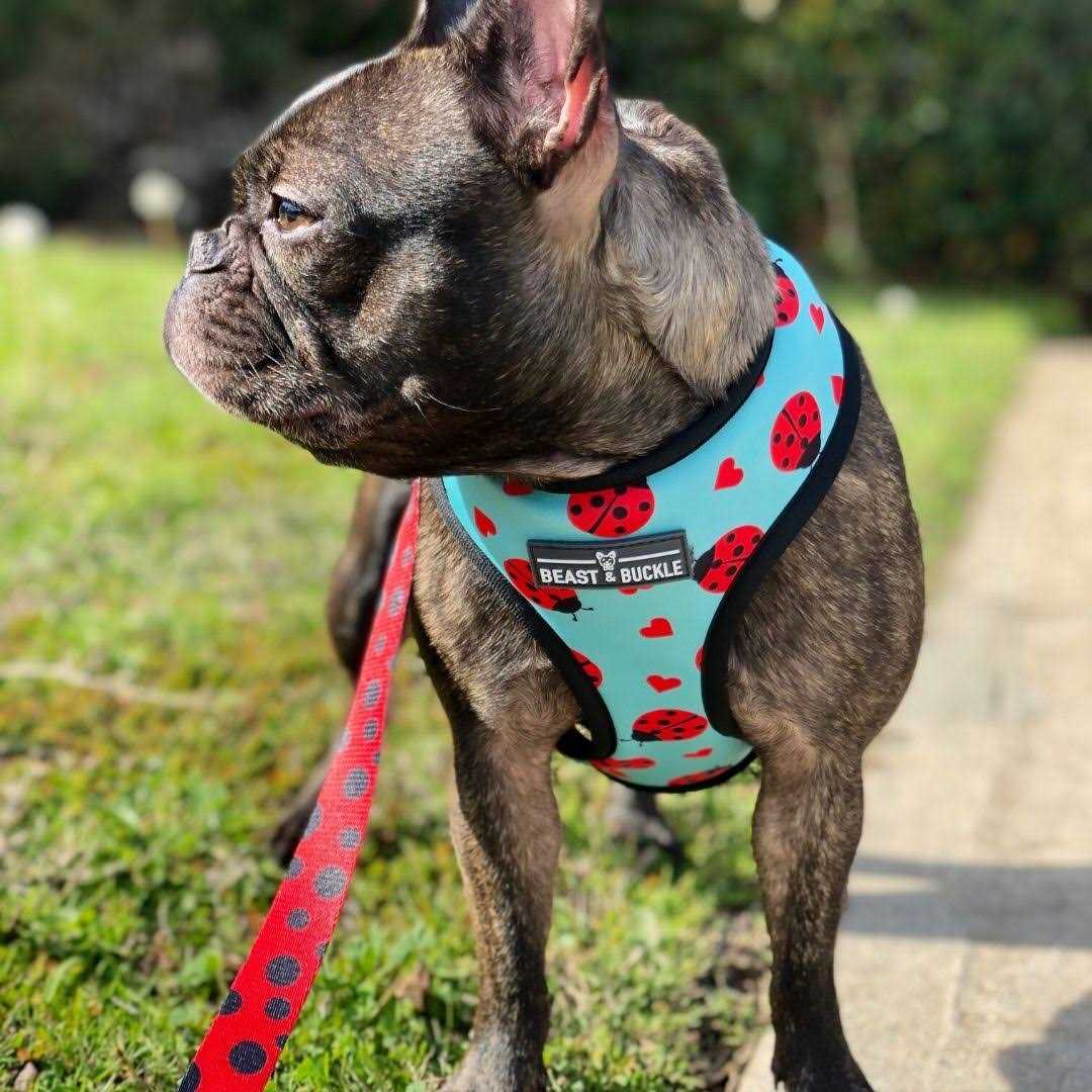 Reversible Dog Harness Z916497