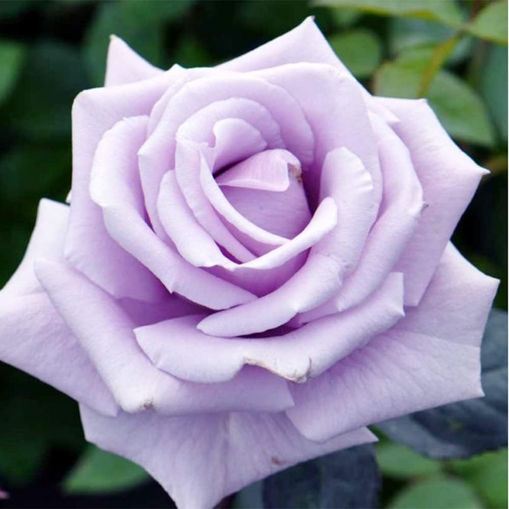 100 Rare Sterling Silver Rose Seeds Perennial Climbing Rosa Bush Vine Flower A86932
