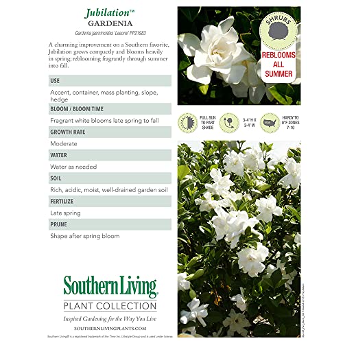 2 Gal Gardenia G589