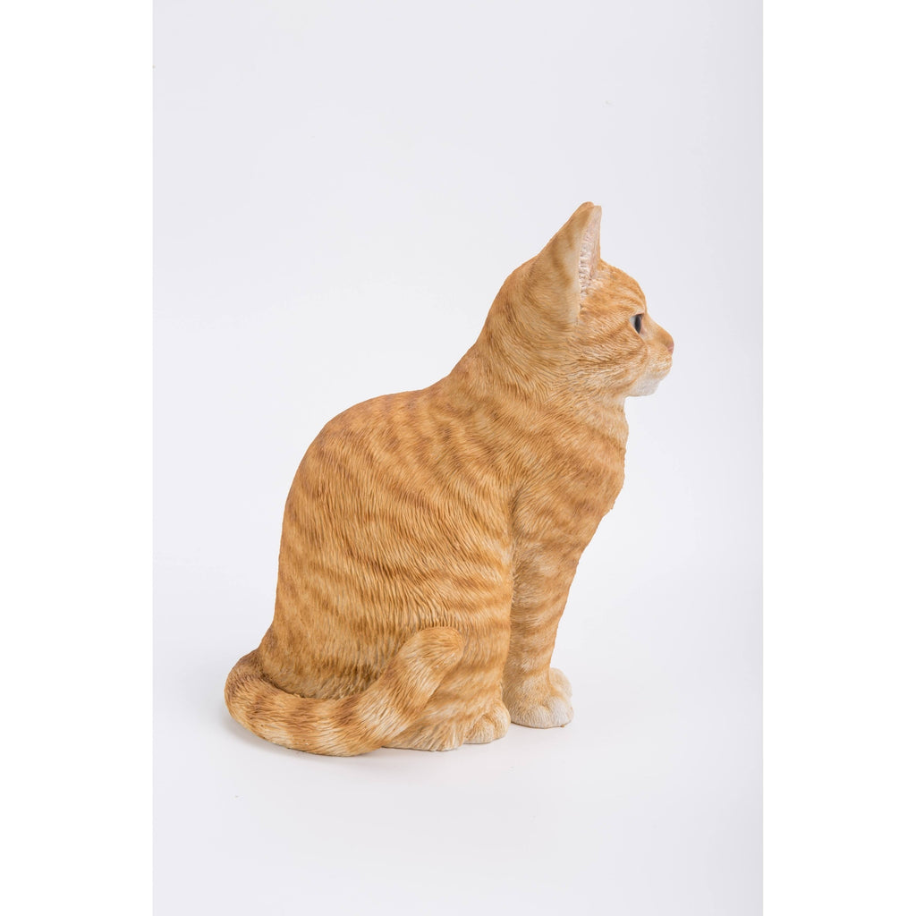 Orange Tabby Cat Sitting E52278