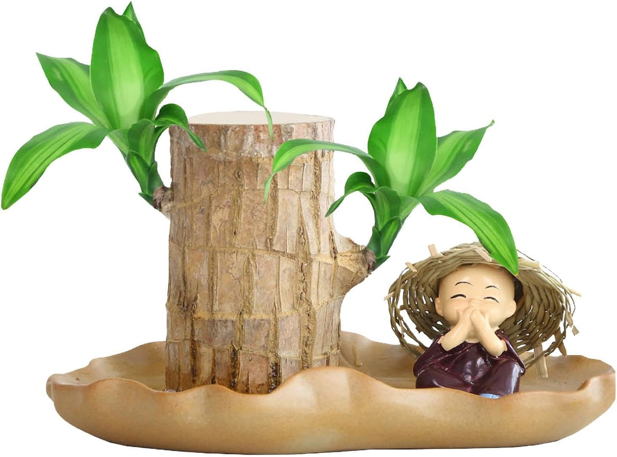 Brazilian Wood Plant R928555