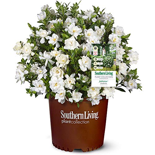2 Gal Gardenia G589