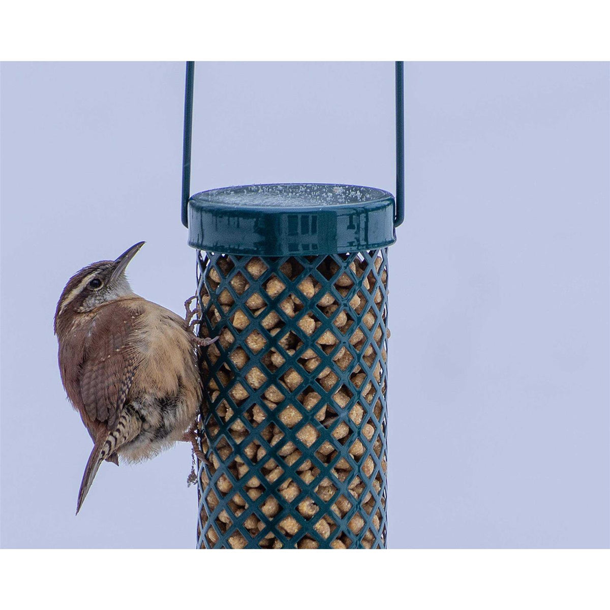 Woodpecker Suet Nuggets No Melt No Waste Z438630