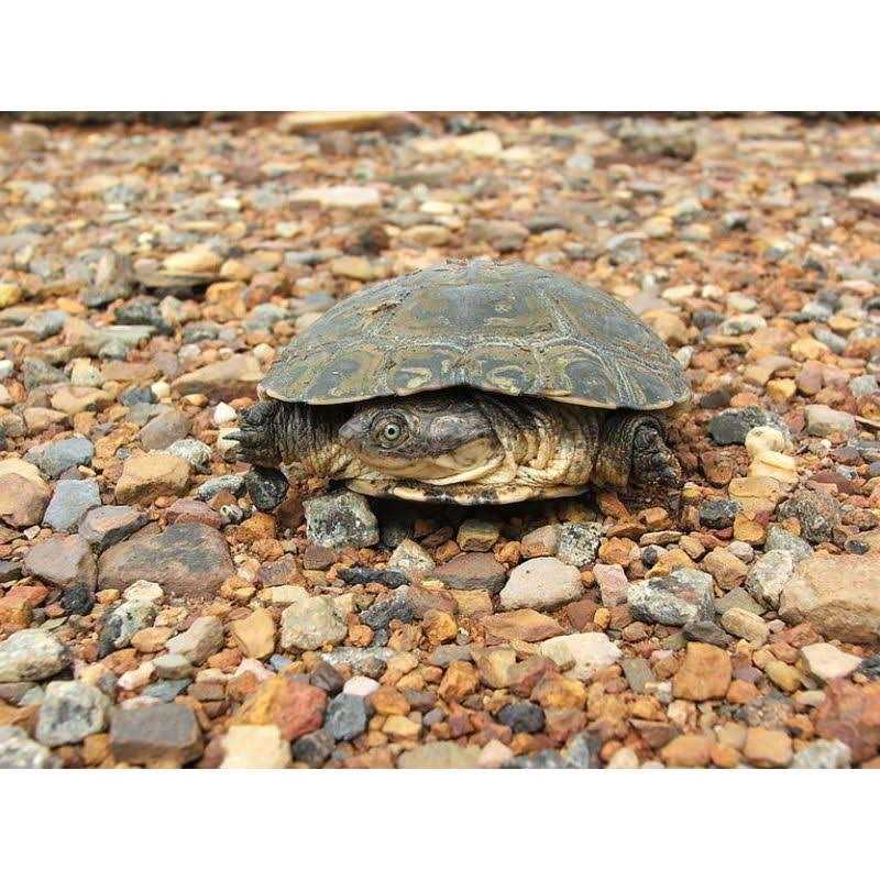 Aquatic Turtle Kit J254