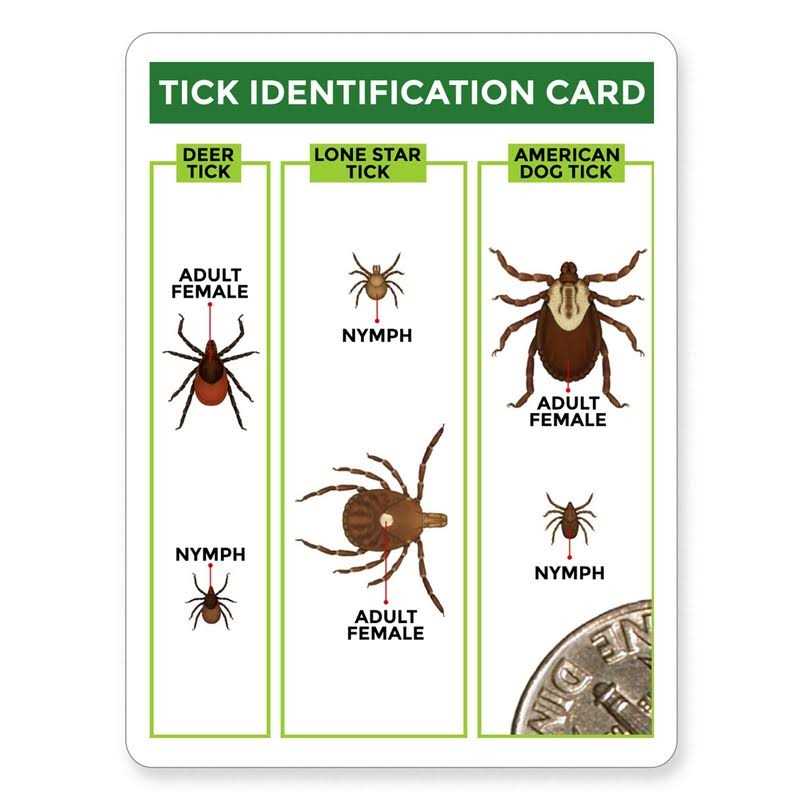 3 Pack Tick Remover Tools + Tick Identification Card D9889