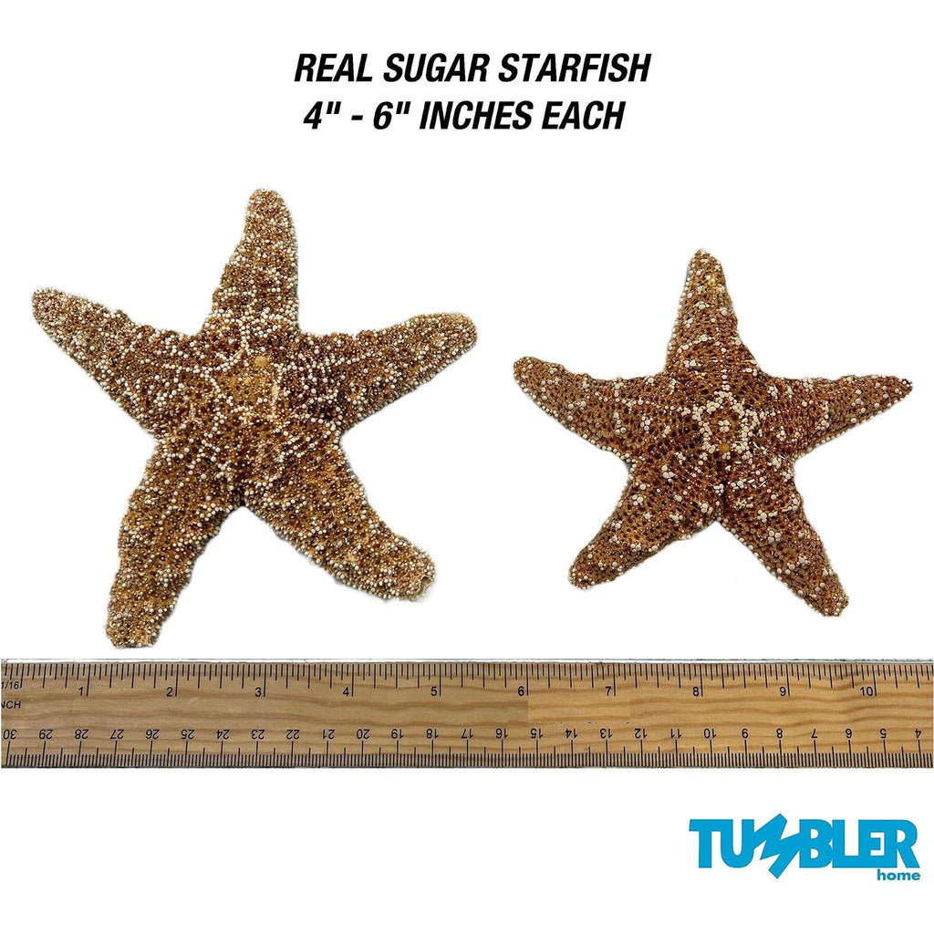 Starfish Decor N4365