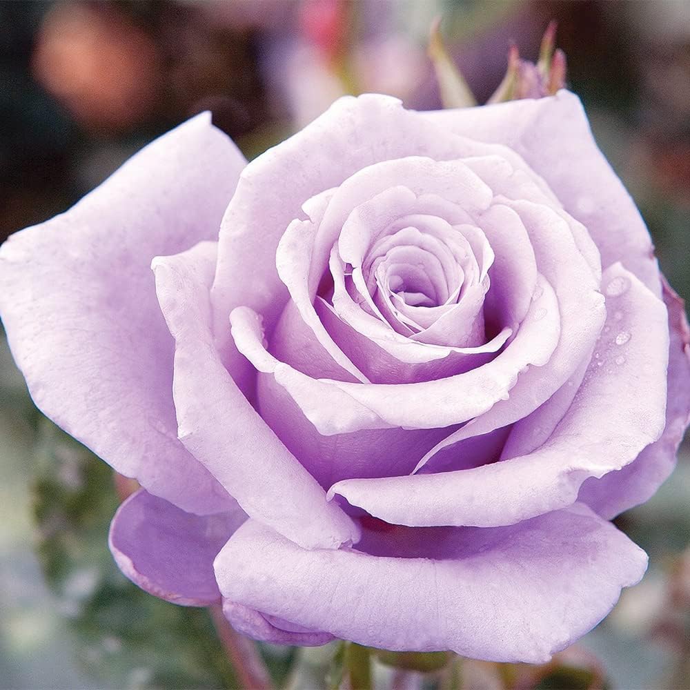 100 Rare Sterling Silver Rose Seeds Perennial Climbing Rosa Bush Vine Flower A86932