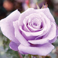 100 Rare Sterling Silver Rose Seeds Perennial Climbing Rosa Bush Vine Flower A86932