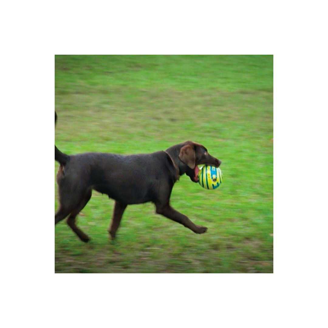 Wobble Wag Giggle Ball Dog Toy R52371