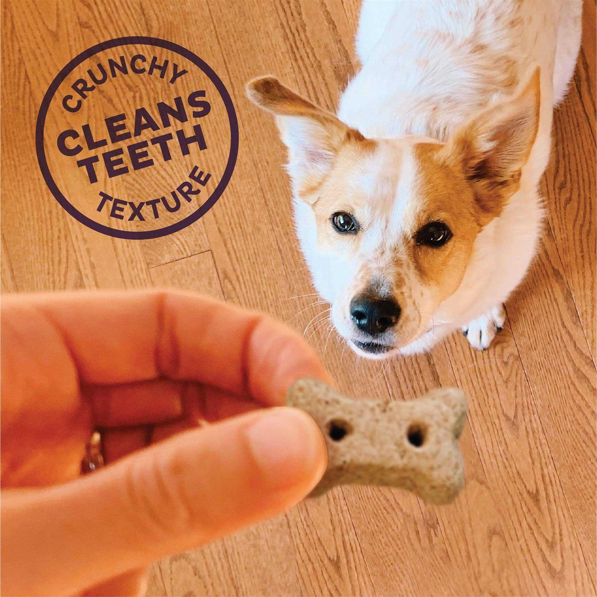 Dog Biscuits S931936