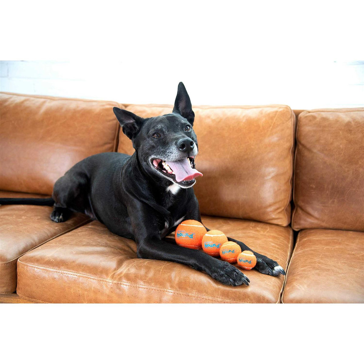 Dog Toy R905687