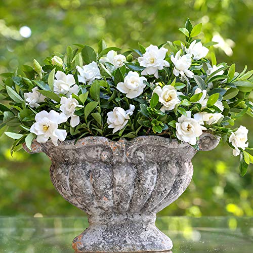 2 Gal Gardenia G589
