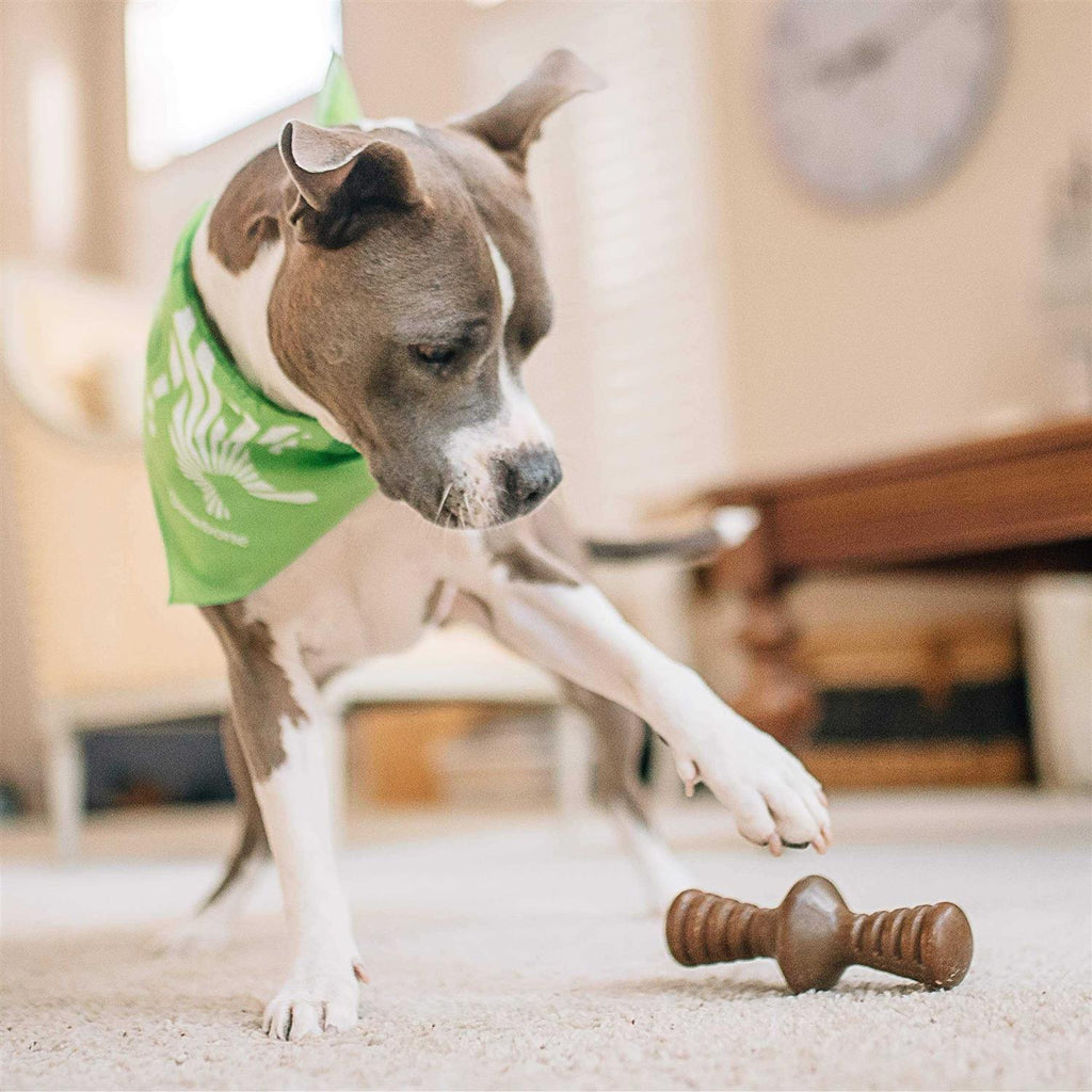 Chicken Dog Chew Toy D113475