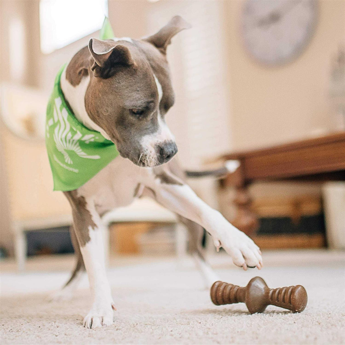 Chicken Dog Chew Toy D113475