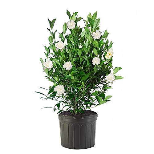 2 Gal Gardenia G589