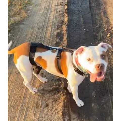Dog & Cat Knee Brace C2291