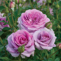 Live Floribunda Rose Bush U5722