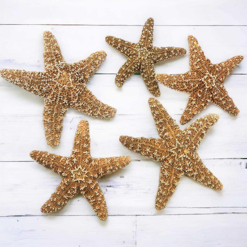 Starfish Decor N4365