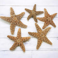 Starfish Decor N4365