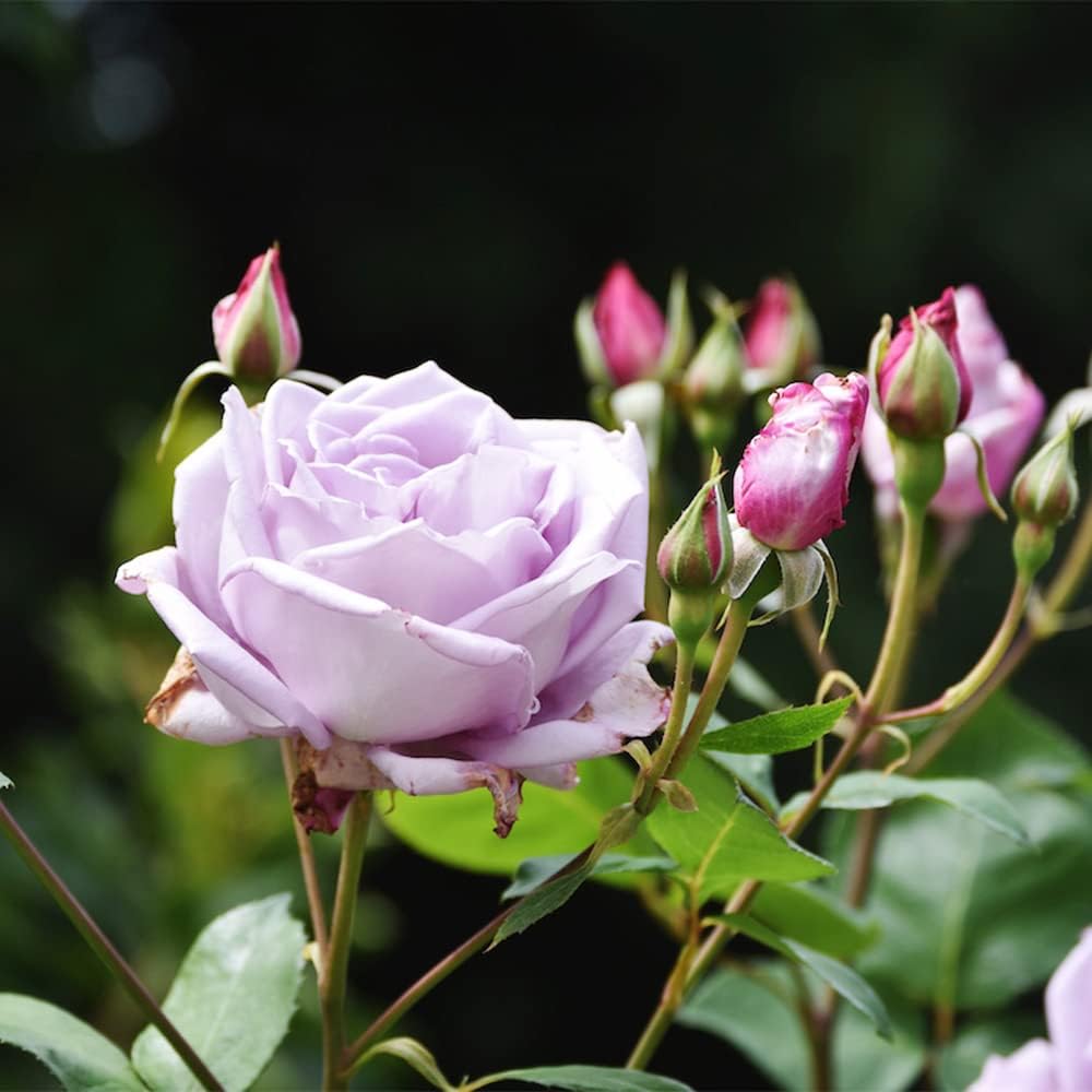 100 Rare Sterling Silver Rose Seeds Perennial Climbing Rosa Bush Vine Flower A86932