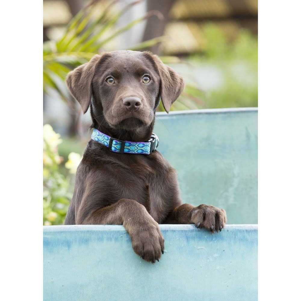 Dog Collar X9933