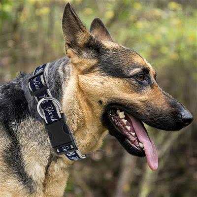 Dog Collar A777