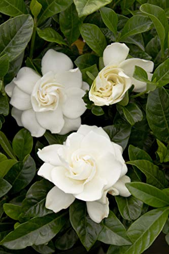 2 Gal Gardenia G589