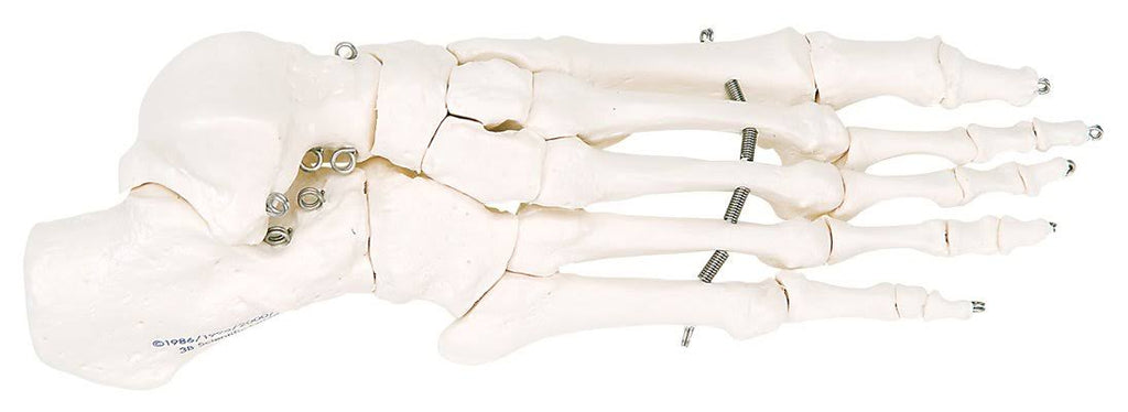 Foot Skeleton P231
