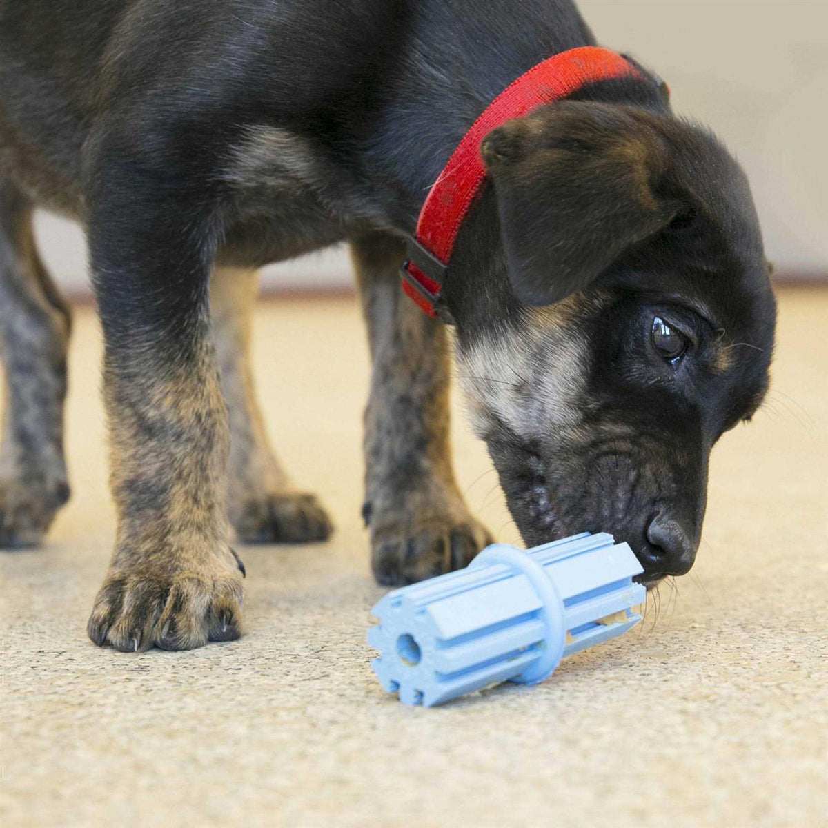 Puppy Teething Stick Dog Toy X511