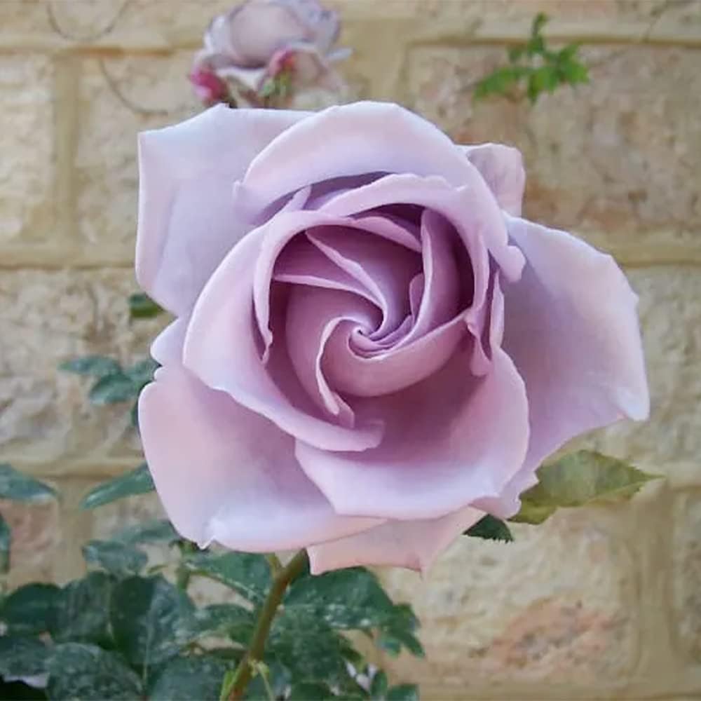 100 Rare Sterling Silver Rose Seeds Perennial Climbing Rosa Bush Vine Flower A86932