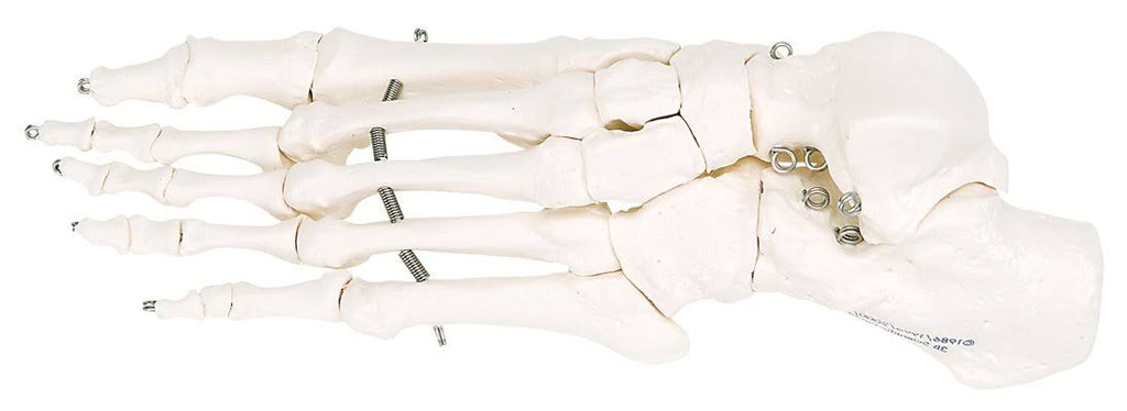 Foot Skeleton P231