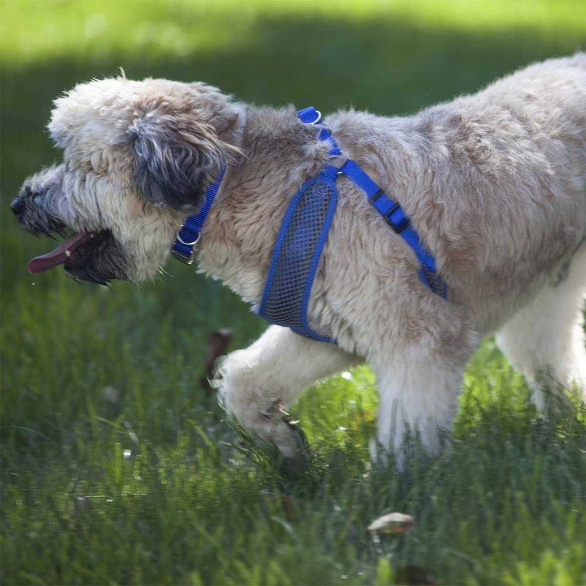 Adjustable Dog Harness Y909263