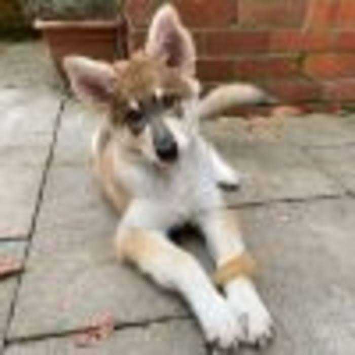 Puppy Starter Kit B890484