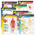 Learning Chart Combo Pack, The Human Body, 17" x 22", 7 Per Pack D26866