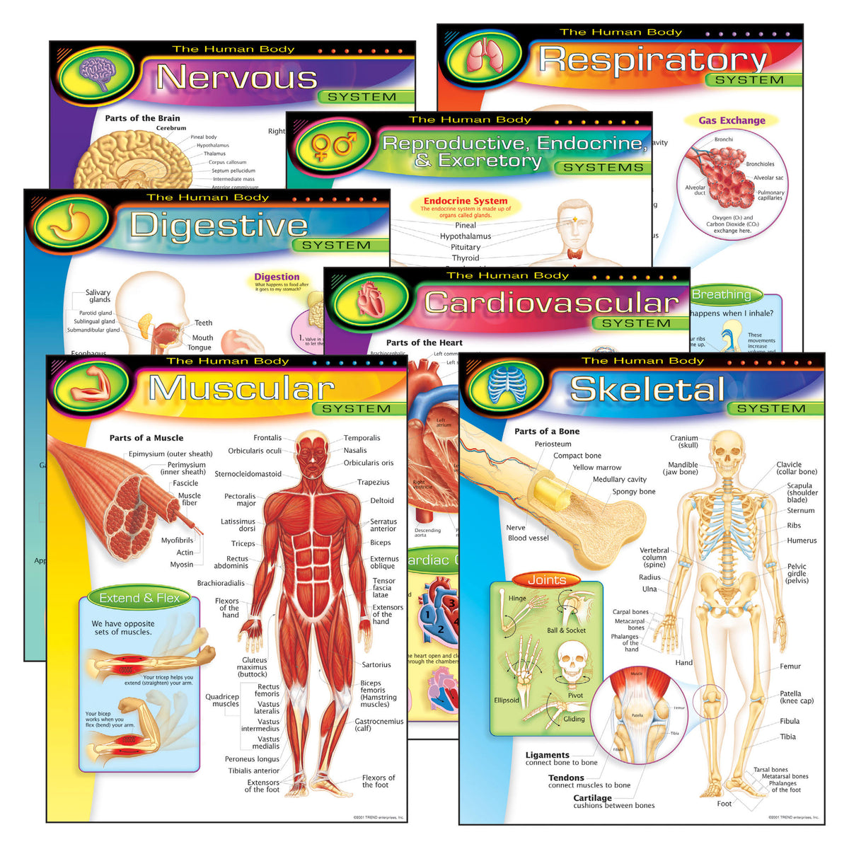 Learning Chart Combo Pack, The Human Body, 17" x 22", 7 Per Pack D26866