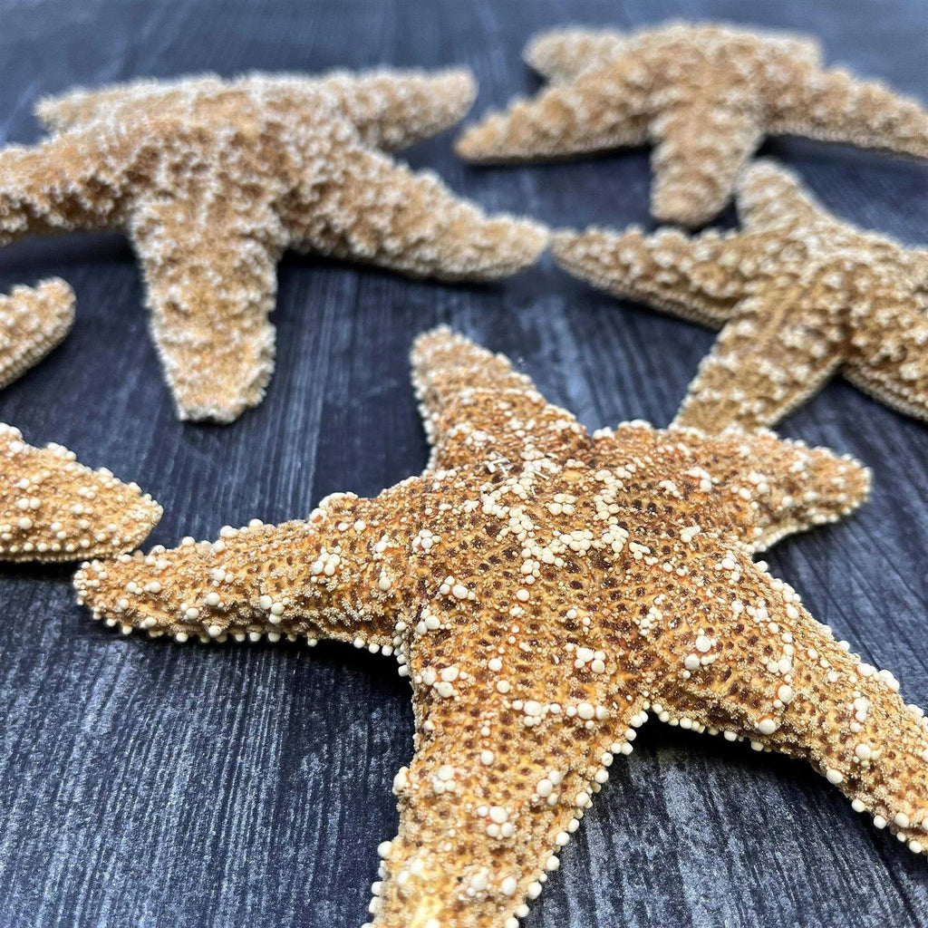 Starfish Decor N4365