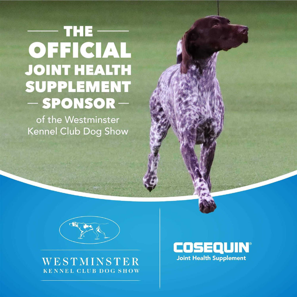 Cosequin DS Plus MSM for Dogs H8224