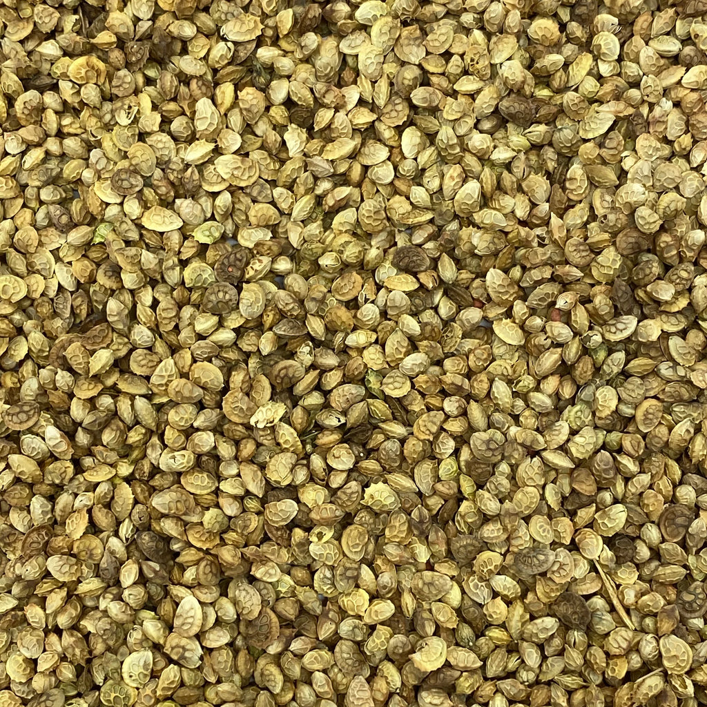 20lb Clover Seeds H5844