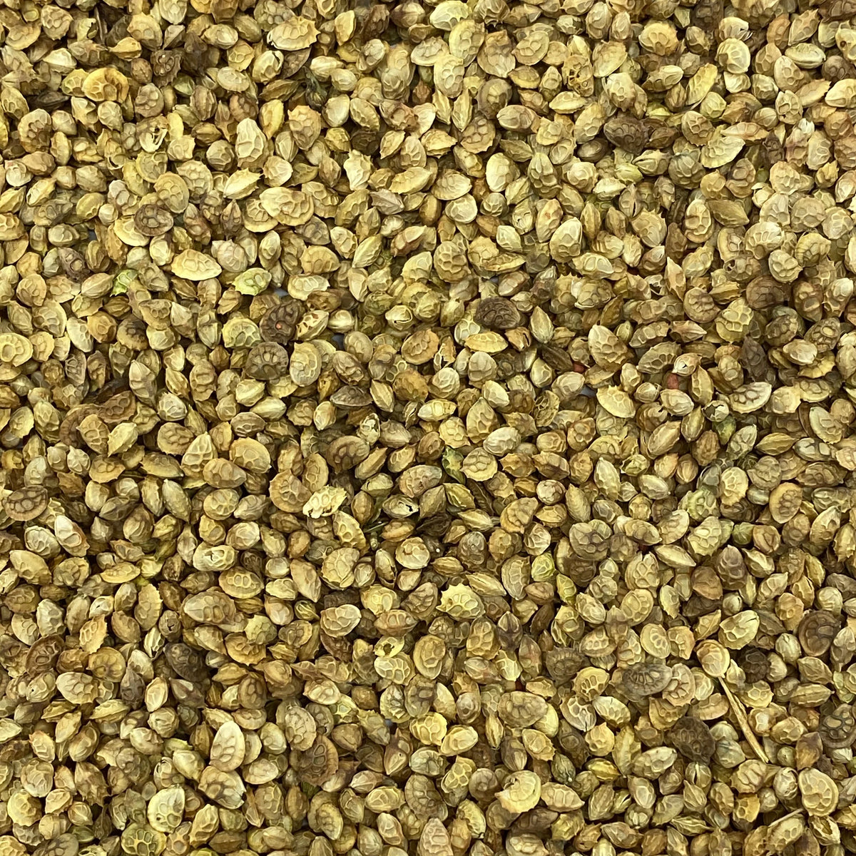 20lb Clover Seeds H5844