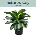 Aglaonema Silver Bay in Growers Pot C200