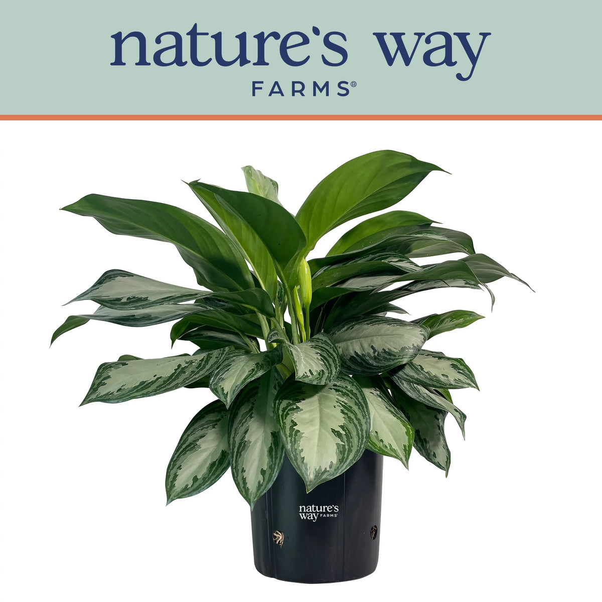 Aglaonema Silver Bay in Growers Pot C200