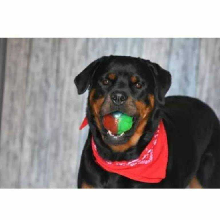 Dog Toy P59671